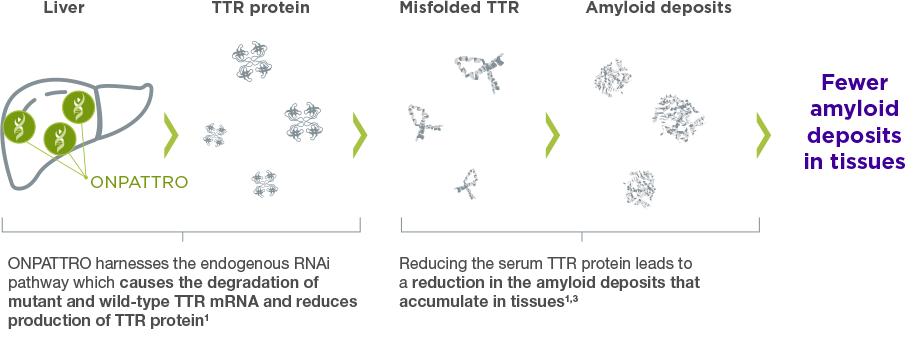 How ONPATTRO® (patisiran) Works | ONPATTRO®